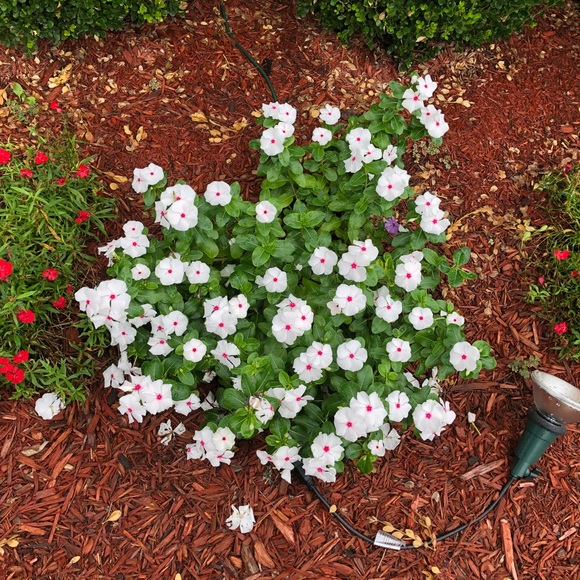 Meet your Posher, Michelle - Picture 1 of 1